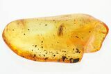 Fossil Soft-Bodied Plant Beetle (Artematopodidae) in Baltic Amber #321737-1